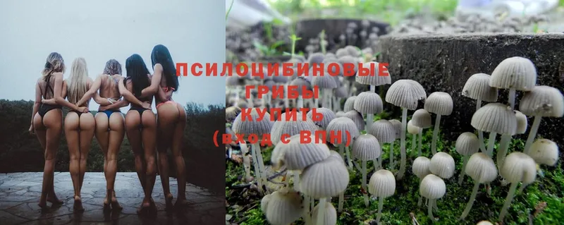 купить наркотик  МЕГА зеркало  Галлюциногенные грибы Magic Shrooms  Катайск 